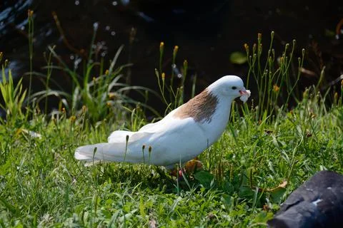 White dove with bread 3 Stockfoto's