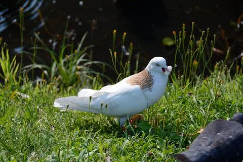 White dove with bread 4 Stockfoto's