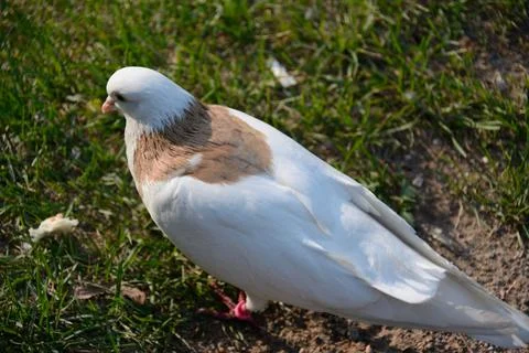White dove with bread 5 Stockfoto's