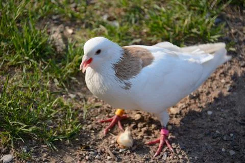 White dove with bread 6 Stockfoto's