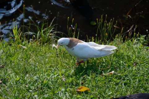 White dove with bread Stockfoto's