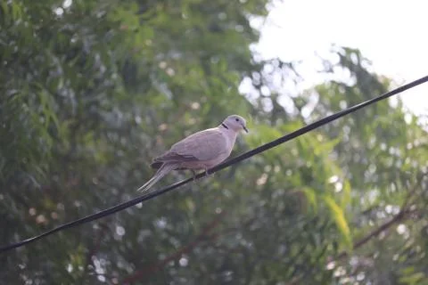 A white dove on the cable Stock Photos