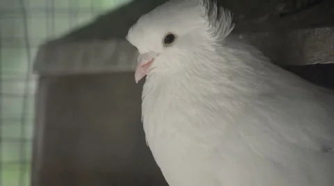 White dove closeup in captivity Stock Footage 51794077