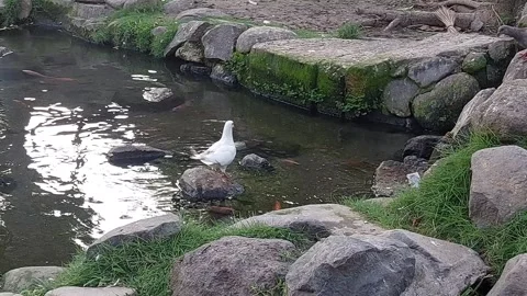 White dove is drinking in a fishpond Stock Footage 288181306
