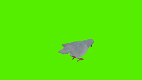 White dove eating grain from a three-sided angle Stockbeeldmateriaal 246730857
