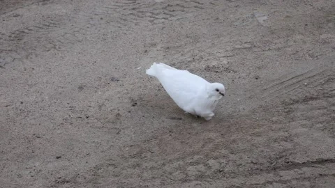 White dove eats sand. Video stock 130424276