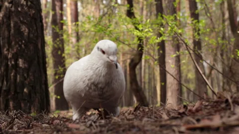 White dove eats seeds in the forest close-up. Vídeos de archivo 153839924