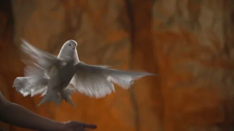 White dove flies 1 Stock-Footage 49446247