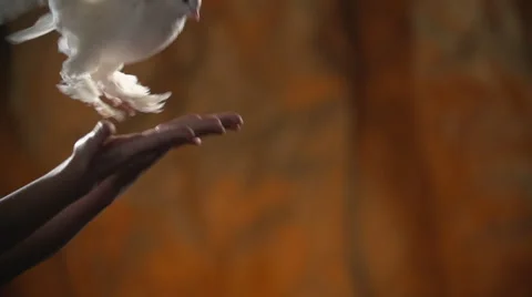 White dove flies Stock Footage 49446143