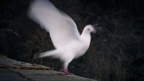 White Dove Flies Off Ledge Stock Footage
