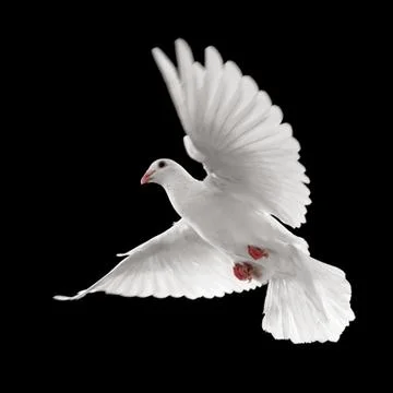 White dove in flight Stock Photos