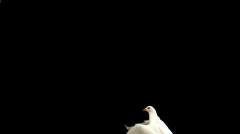 White dove flying up across black background Stock Footage
