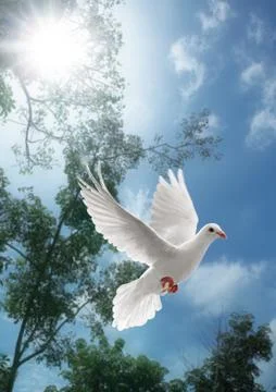 White dove flying Foto stock