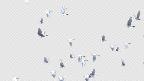 White Dove Flying Toward Camera Alpha Channel Vídeo Stock 334319899