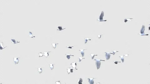 White Dove Flying Wings Motion Alpha Loop Vidéo 334319897