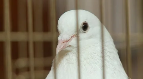 White Dove 스톡 동영상 989714