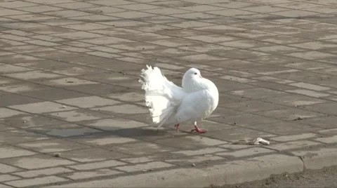 White Dove Stockbeeldmateriaal 2501941