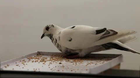 White Dove Stock Footage 12314216