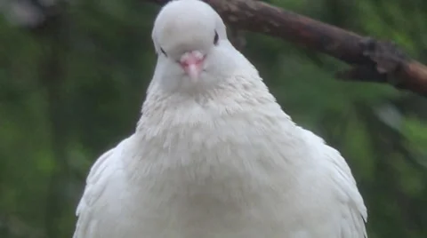 White dove 動画素材 51532583