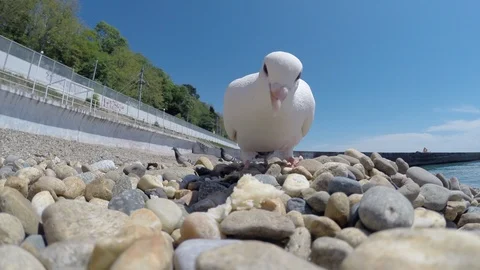 White dove Stock Footage