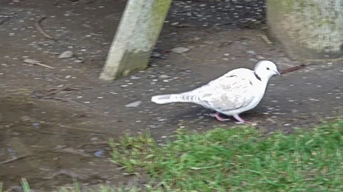 White dove Video stock 114209656