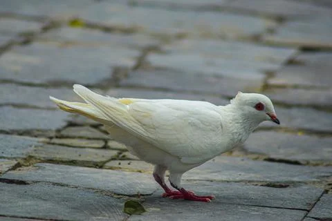 White dove foraging on the ground Stock Photos