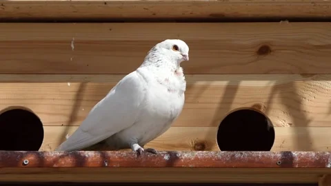 White dove in front of the nest Stock Footage 237014895