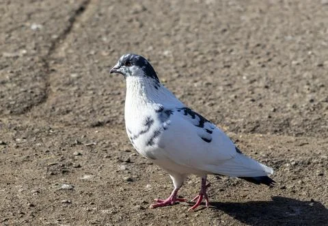 A white dove on the ground Stock Photos