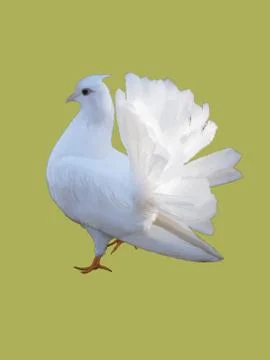White dove Stock Illustration