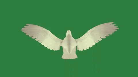 A white dove isolated on green screen background Stock Footage 336969478