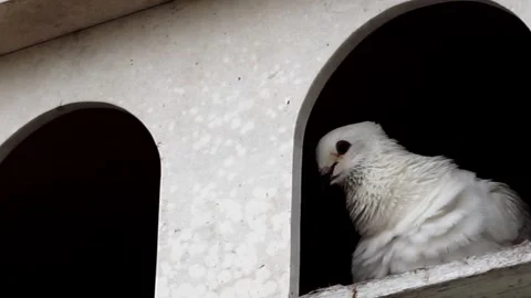 White dove in its cage Stock Footage 255100770