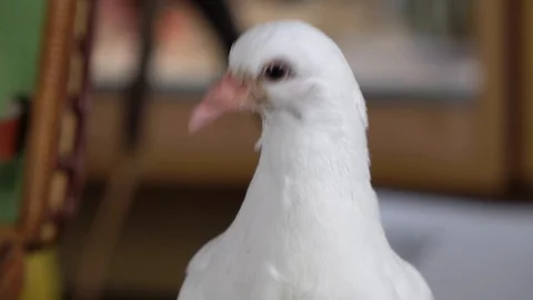 A white dove looking at the camera Stock Footage 105119138