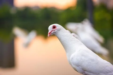 White dove looking at camera at sunset Foto stock
