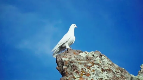 White dove looking from the top Stock Footage 168532195
