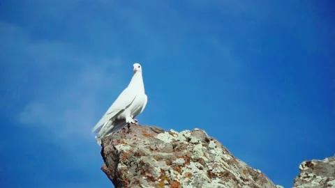 White dove looking from the top Stock Footage 168532205