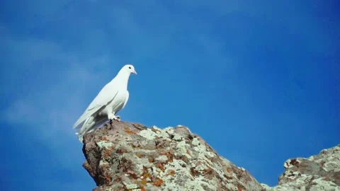 White dove looking from the top Stock Footage 168532206
