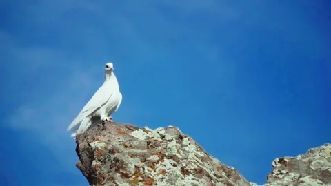 White dove looking from the top Stock Footage 168532297