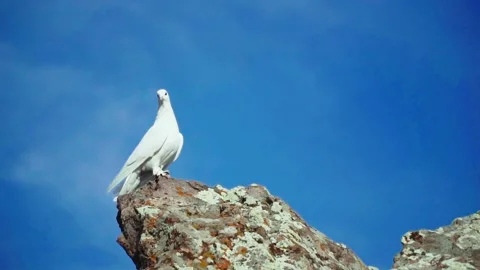 White dove looking from the top Stock Footage 168532305