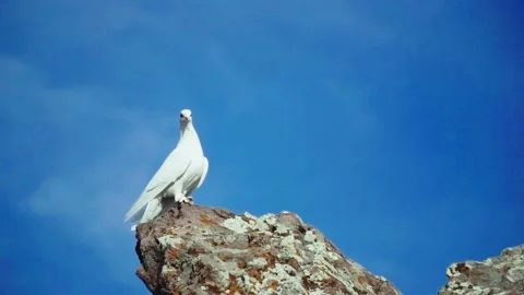 White dove looking from the top Stock Footage 168951709