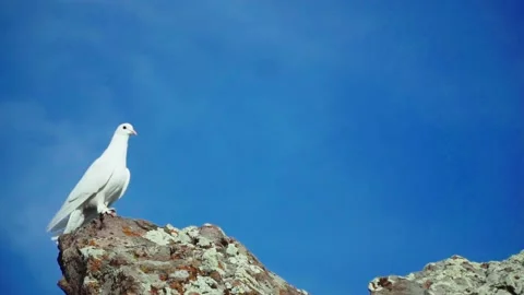 White dove looking from the top Stock Footage 168951719