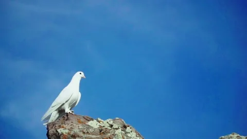White dove looking from the top Stock Footage 168951735