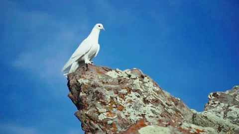 White dove looking from the top Stock Footage 168951760