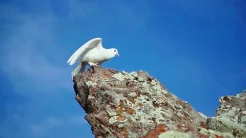 White dove looking from the top Stock Footage 168951767