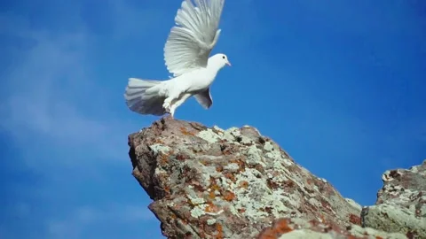 White dove looking from the top Stock Footage 168951781