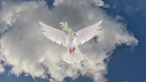 White dove  with olive branch in blue cloudy sky. Animated cinemagraph, paral Stock Footage 340260696