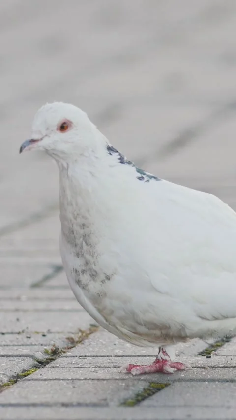 White dove on one leg - disabled street birds - side view Stock Footage 334100159