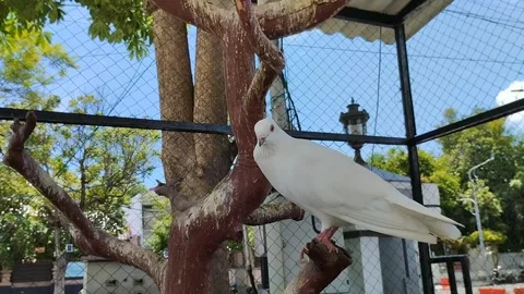 White dove perched on a dead tree trunk in a cage 動画素材 292223803
