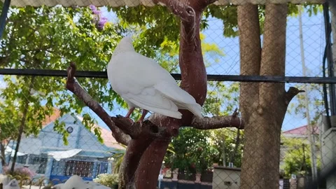 White dove perched on a dead tree trunk in a cage 스톡 동영상 292223806