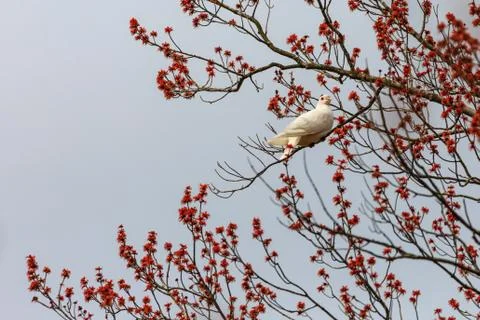 White dove perched on a tree with full budding branches Stock Photos