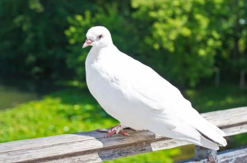 White dove Stock Photos